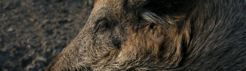 Wildschweinessen in Hakenberg